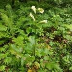 Cardiocrinum cordatumLeaf