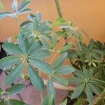 Schefflera actinophyllaЛист