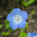 Nemophila phacelioides Цвят