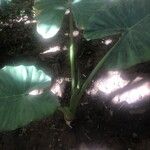 Colocasia esculenta Liść