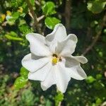 Gardenia volkensii Blomma