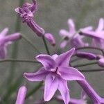 Tulbaghia violacea Λουλούδι