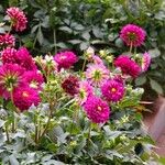 Dahlia pinnata অভ্যাস