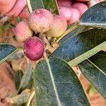 Ficus cordata Fruto