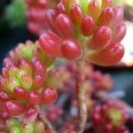 Sedum × rubrotinctum List