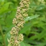 Spiraea salicifolia 花