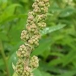 Spiraea salicifolia Blomma