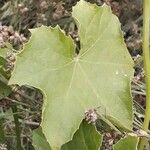 Luffa aegyptiaca Feuille