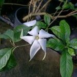 Rosenbergiodendron longiflorum Λουλούδι