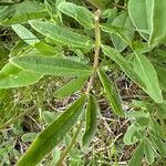 Anthyllis vulneraria Ліст