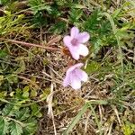 Erodium cicutariumÇiçek