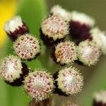 Psiadia anchusifolia Flower