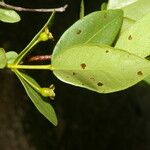 Psidium salutare Fruto