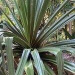 Pandanus dubius Folio