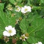 Rubus pruinosusCvet