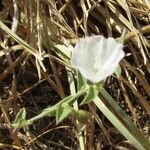 Evolvulus sericeus Flower