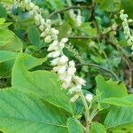 Clethra acuminata Flower