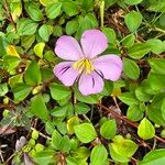 Heterotis rotundifolia Fiore