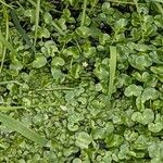 Ranunculus hederaceus Yeri