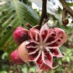 Dillenia suffruticosa Fruit