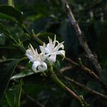 Coffea arabica Virág