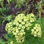 Tanacetum macrophyllum Kvet