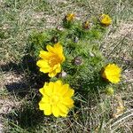 Adonis vernalis Blüte