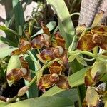 Grammatophyllum speciosum Žiedas