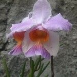 Papilionanthe teres Çiçek