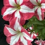 Petunia spp. Flors