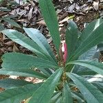 Bocquillonia castaneifolia Muu