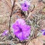 Ruellia simplex Kwiat