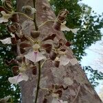 Encyclia cordigera Flor