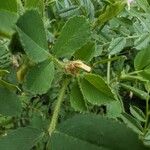 Medicago scutellata Hoja