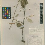 Elaeagnus kanaii Otro