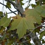 Platanus x hispanica Лист