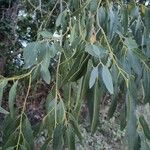 Eucalyptus globulusFuelha