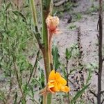 Oenothera indecoraFlor