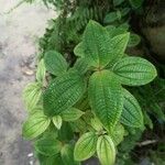 Miconia crenata Leaf