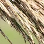 Arundo micrantha