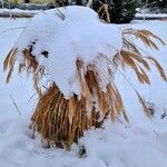 Miscanthus sinensis Libunga