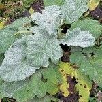 Salvia argentea Fuelha