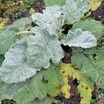 Salvia argentea Leaf