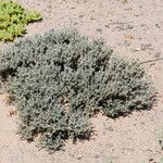 Frankenia corymbosa Corteza