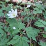 Anemone nemorosa ᱥᱟᱠᱟᱢ