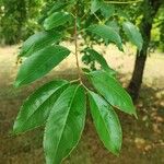 Prunus serotina Blatt