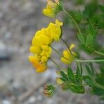 Lotus corniculatus Blomst