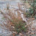 Artemisia campestris Habit