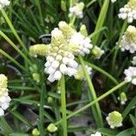 Muscari aucheri Цвят