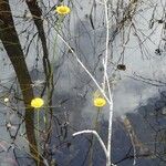 Helenium pinnatifidum Flower